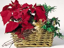 Poinsettia Garden Basket