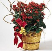 Kalanchoe Basket