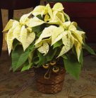 White Poinsettia