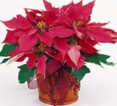 Pink Poinsettia