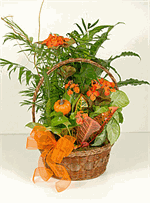 Fall basket filled with mixed green plants