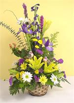 Two mushroom birds call this arrangement home. Our bird nest basket is filled with blue dutch iris, purple liatris, white and yellow spray daisy pompons, yellow button pompons, yellow solidago mixed greens and white monti casino.The birds call this home, 