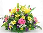This striking centerpiece is both bright and colorful. Arranged with yellow Asiatic lilies shocking pink gerbera daisies, yellow spray dasies, pink carnations, purple statice, mixed colored tulips, baby blue eucalyplus, million star baby breath and mixed 
