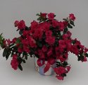Azalia In Decorative Garden Container